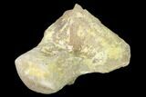 Fossil Mosasaur (Platecarpus) Vertebra - Kansas #136666-3